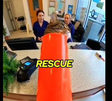 E0805002_I Found a Cat Stuck in THIS… You Won’t Believe Her Reaction 💔  (Part 2)
