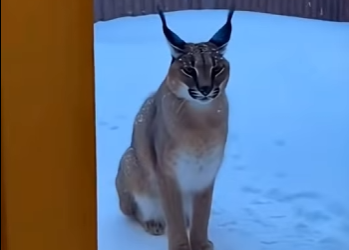 L0705008_A caracal suddenly slammed into my glass door like it was desperate (Part 2)