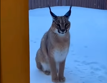 L0705008_A caracal suddenly slammed into my glass door like it was desperate (Part 2)