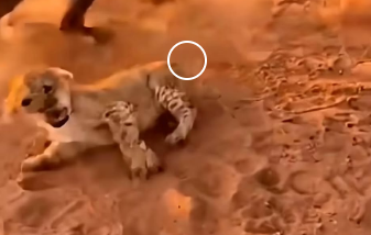 L0705011_A tiny lion cub was being dragged away by hyenas (Part 2)
