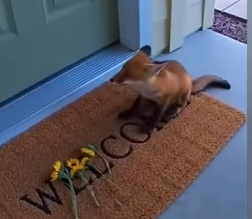 L0705012_A fox kit came to my door with a sunflower sprig (Part 2)