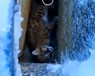 S0805004_I saved her baby… then the ice broke. The ending is 😭❄️🐆  (Part 2)
