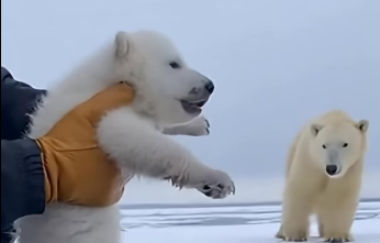 L0905010_A polar bear mother cried on the shoreas…  (Part 2)
