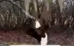 L0905012_A bald eagle flew straight into my house  (Part 2)