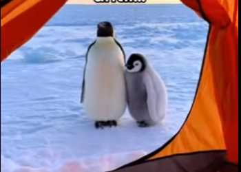V0505003_Penguin brought me a fish for help🥺❤️  (Part 2)