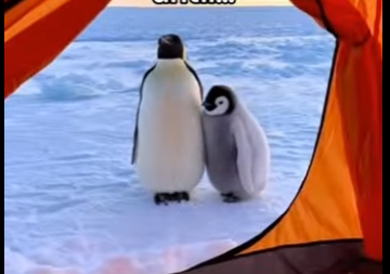 V0505003_Penguin brought me a fish for help🥺❤️  (Part 2)