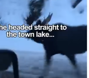 V0905002_This moose needed help 🥹❤️  (Part 2)