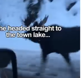 V0905002_This moose needed help 🥹❤️  (Part 2)