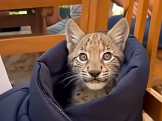 G0405010 While cycling,I suddenly heard cries coming from this cub…  (Part 2)
