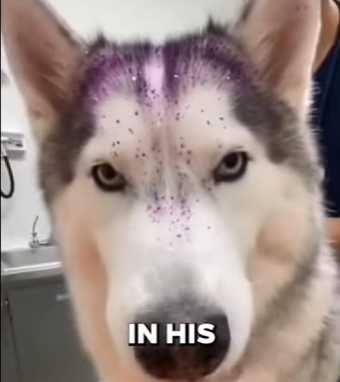 D0805003_I SAVED This Husky From This Cruel Streamer 😱 (Part 2)