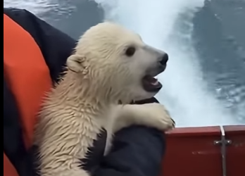 L1105001_A polar bear mother hurled her cub onto the rescue boat like a plea for help  (Part 2)