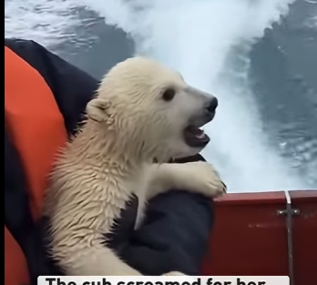 L1105001_A polar bear mother hurled her cub onto the rescue boat like a plea for help (Part 2)