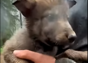L1105002_I rescued a wolf pup from a bear in the pouring rain (Part 2)