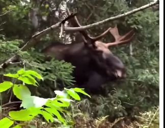 V1105003_￼ this moose needed help!  (Part 2)