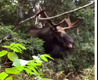 V1105003_ this moose needed help! (Part 2)