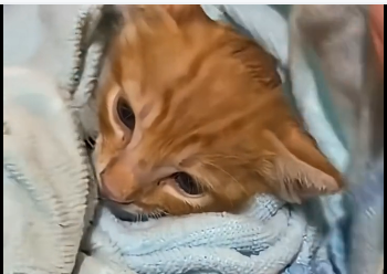R0705006_A helpless, feisty little kitten—that’s what he looks like now🐱 (Part 2)