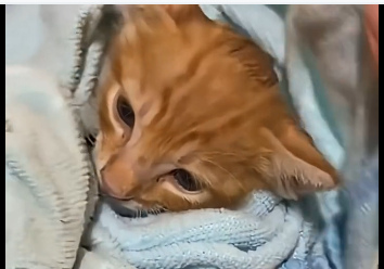 R0705006_A helpless, feisty little kitten—that’s what he looks like now🐱 (Part 2)