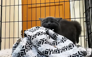 R0705002_The meanest stray cat I’ve met… just needed time❤️ (Part 2)