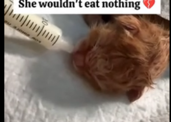 G0605001 she saved a newborn kittie🥺❤️ (Part 2)