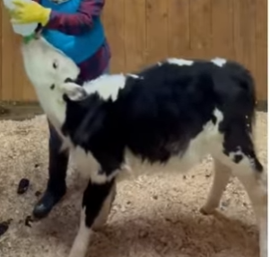 H0505012_this man just wanted to save the little cow 😭 (Part 2)