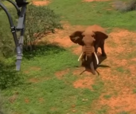 H1105002_This elephant just wanted to save his son 💙 (Part 2)