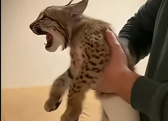 L1105006_I saved a lynx kitten from a pack of vicious wolves  (Part 2)