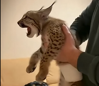 L1105006_I saved a lynx kitten from a pack of vicious wolves  (Part 2)
