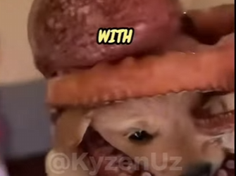 E1205003_An Octopus Grabbed Our Golden Retriever – Rescue Mission 🐕🐙 (Part 2)