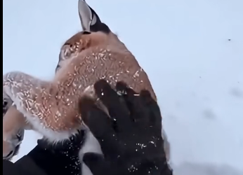 L1105009_I found a frozen baby caracal in the snow… (Part 2)