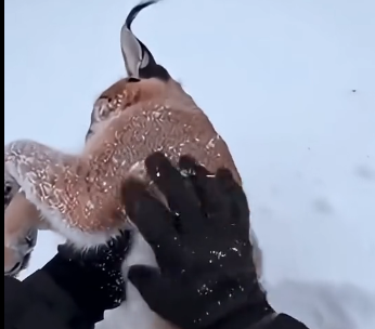 L1105009_I found a frozen baby caracal in the snow… (Part 2)