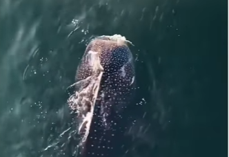 V1105006_This whale needed Help (Part 2)