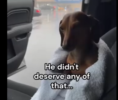 V1105008 Dog is safe now😭❤️ (Part 2)