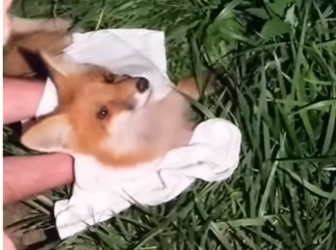 V0905004_this fox needed help 💕  (Part 2)