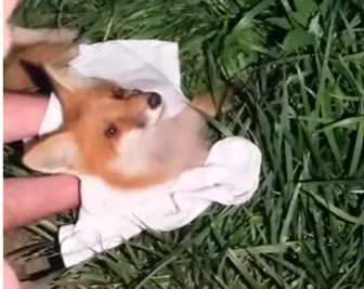 V0905004_this fox needed help 💕  (Part 2)