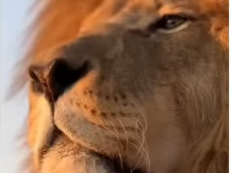 V0905003_This lion needed help 😭❤️ (Part 2)
