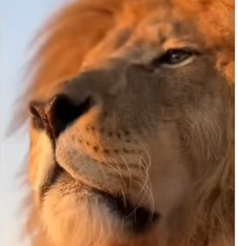 V0905003_This lion needed help 😭❤️ (Part 2)