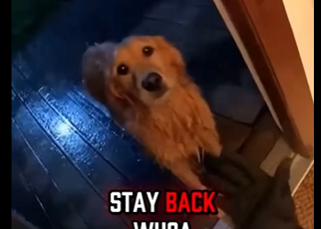 S1205001_I ALMOST MADE THE BIGGEST MISTAKE OF MY LIFE… 😭🐕‍🦺🏠 ｜  (FULL)