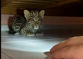 G1205001 This Leopard Cub Was Abandoned… Then an Orange Cat Saved Him  (FULL)