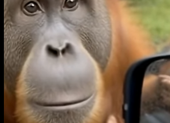 O0705008 A Mother Orangutan Stopped My Car… and Placed Her Baby in My Hands (Part 2)