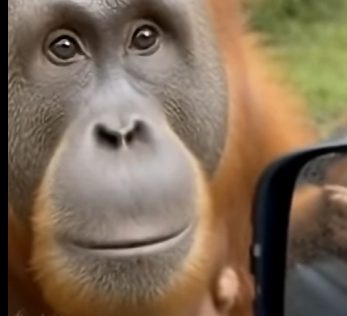 O0705008 A Mother Orangutan Stopped My Car… and Placed Her Baby in My Hands (Part 2)