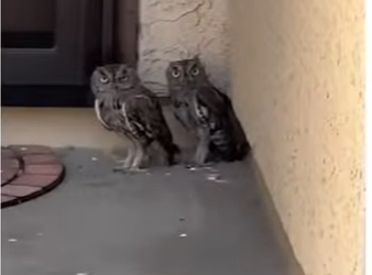 H1105004_these owls needed help💕 (FULL)