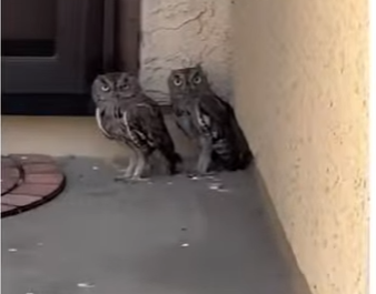 H1105004_these owls needed help💕 (FULL)