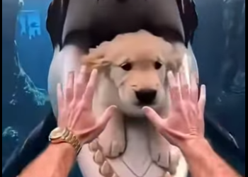 E1205006_Dad Jumped Into Aquarium to Save His Puppy! 😱🐶  (Part 2)