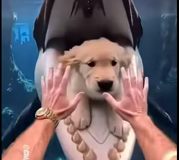 E1205006_Dad Jumped Into Aquarium to Save His Puppy! 😱🐶  (Part 2)