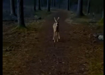 G1205003 A Baby Deer Ran Into My Tent While Camping… I Didn’t Expect This (Part 2)