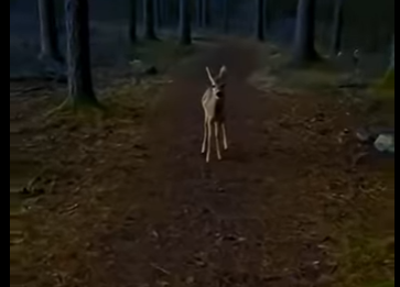 G1205003 A Baby Deer Ran Into My Tent While Camping… I Didn’t Expect This (Part 2)