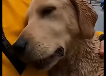 E1205008_Woman used Golden Retriever As a Horse For Her Carriage – Rescue Operation (Part 2)