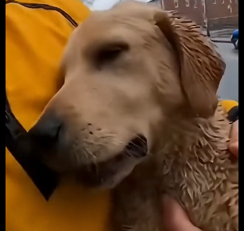 E1205008_Woman used Golden Retriever As a Horse For Her Carriage – Rescue Operation (Part 2)