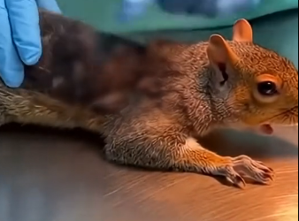 L1305001_A little squirrel was struck by electricity (Part 2)
