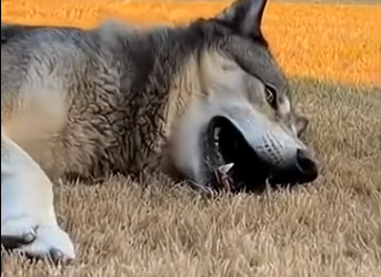 G2005001 This Husky Saved a Wolf Pup… Then Helped Him Find His Mother  (Part 2)